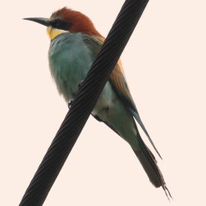 European Bee-eater