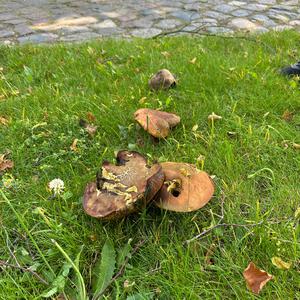 Netzstieliger Hexenröhrling