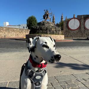 Dalmatian