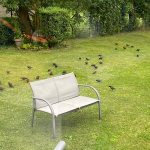Common Starling