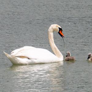 Mute Swan