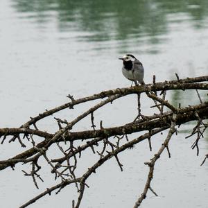 White Wagtail