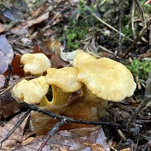 Chanterelle, Common