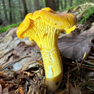 Chanterelle, Common
