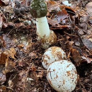 Stinkhorn, Common