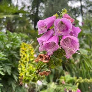 Foxglove (Common)