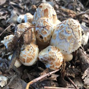 Shaggy Mane