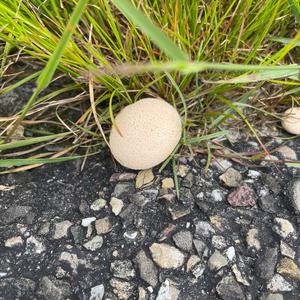 Meadow Puffball