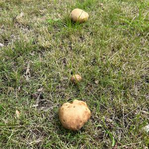Summer Bolete