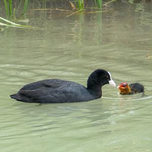 Bläßhuhn