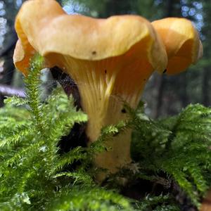 Chanterelle, Common