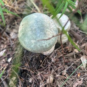 Gefelderter Grüntäubling