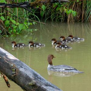 Common Merganser