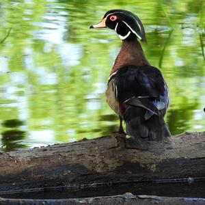 Wood Duck