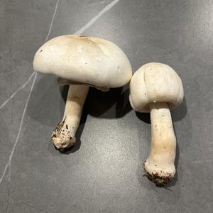 Yellow-foot Agaric