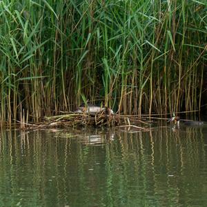 Great Crested Grebe