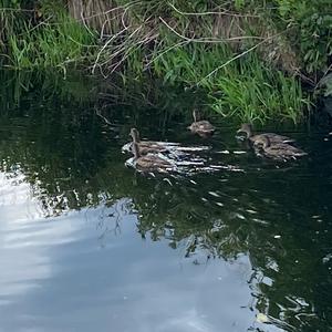 Mallard