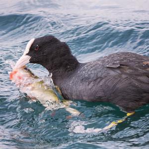 Bläßhuhn