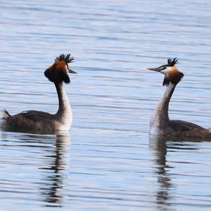 Great Crested Grebe