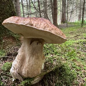 King Bolete