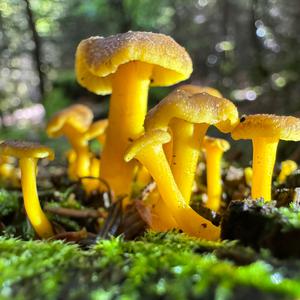 Trumpet Chanterelle