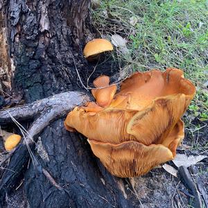 Beringter Flämmling