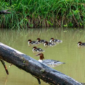 Common Merganser