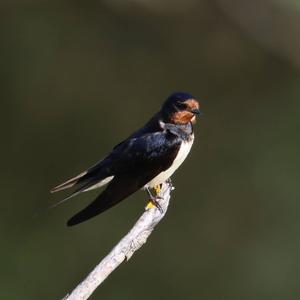 Barn Swallow