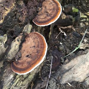 Artist`s Fungus