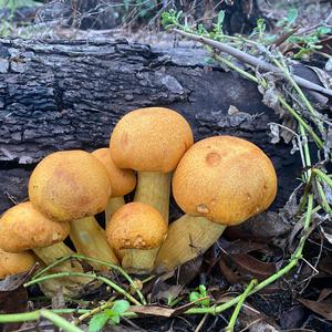 Beringter Flämmling