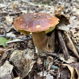 Summer Bolete