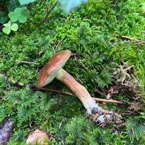 Bay Bolete