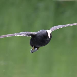 Bläßhuhn