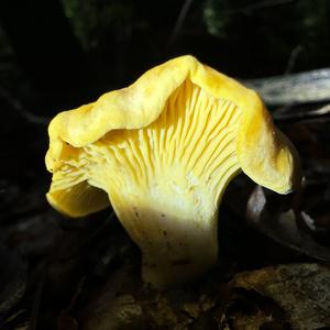 Chanterelle, Common