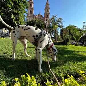 Dalmatian