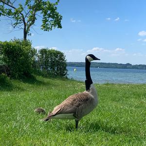 Canada Goose