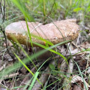 Summer Bolete