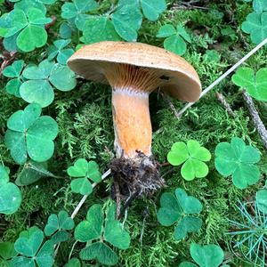 False Saffron Milk Cap