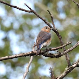 Eastern Bluebird
