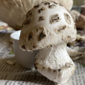 Stout-stalked Amanita