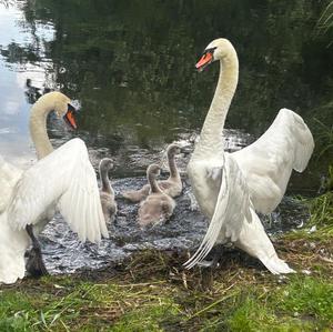 Höckerschwan