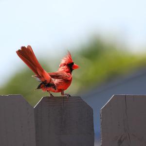 Northern Cardinal