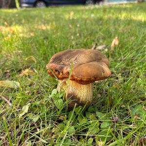 Netzstieliger Hexenröhrling