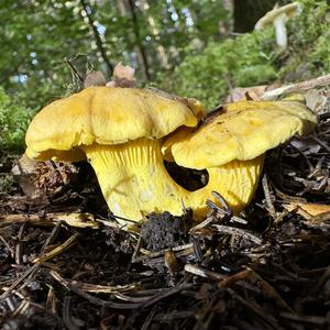 Chanterelle, Common