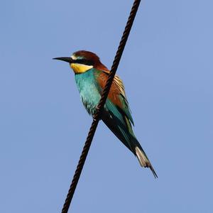 European Bee-eater