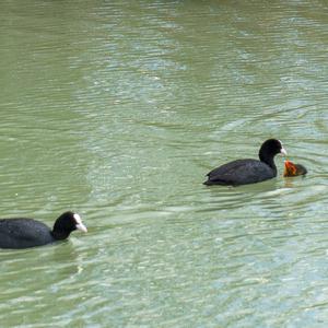 Bläßhuhn