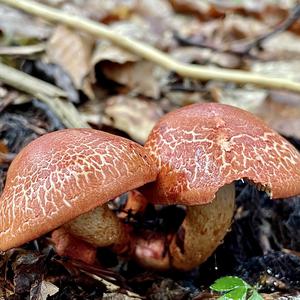 Rotschuppiger Raukopf