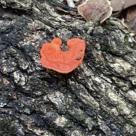 Cinnabar-red Polypore