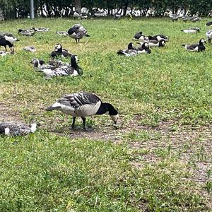 Barnacle Goose