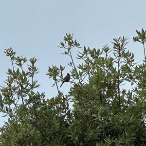 Hedge Accentor